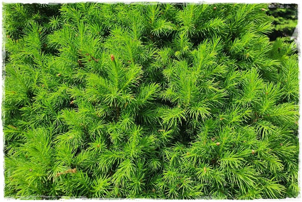 Świerk w ogrodzie aranżacje 300