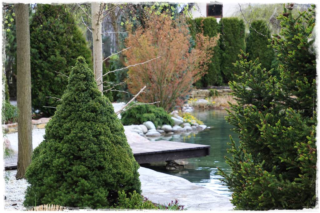 Świerk w ogrodzie aranżacje 302 Świerk w ogrodzie aranżacje 302