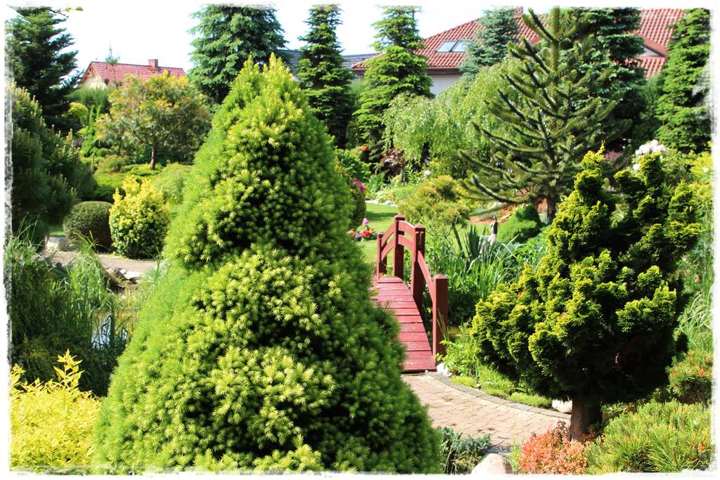 Świerk w ogrodzie aranżacje 304