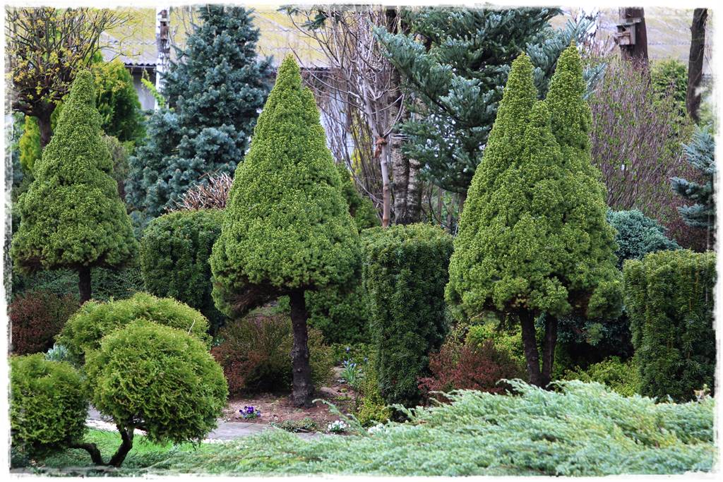 Świerk w ogrodzie aranżacje 306 Świerk w ogrodzie aranżacje 306