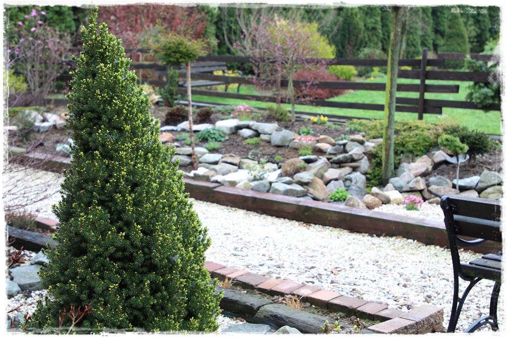 Świerk w ogrodzie aranżacje 308