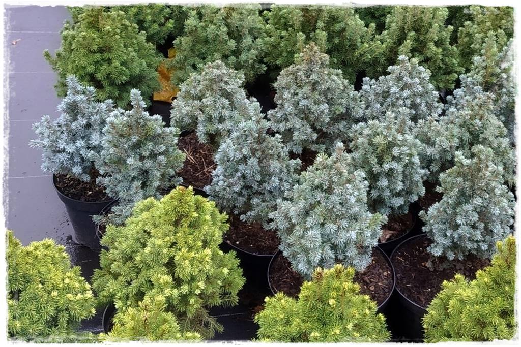 Świerk w ogrodzie aranżacje 309