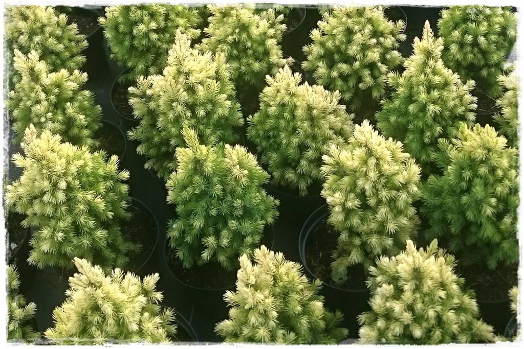 Świerk w ogrodzie aranżacje 310