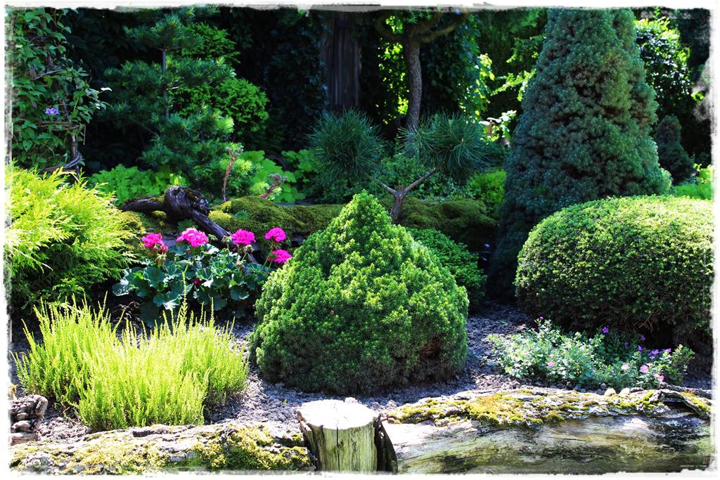 Świerk w ogrodzie aranżacje 311