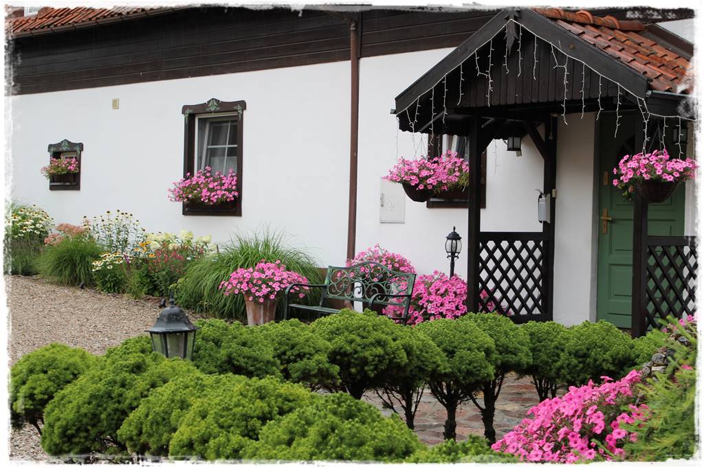 Świerk w ogrodzie aranżacje 312