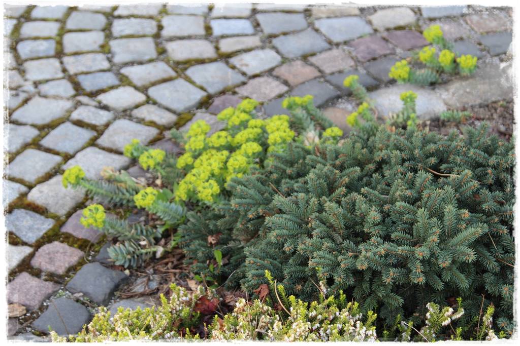 Świerk w ogrodzie aranżacje 313