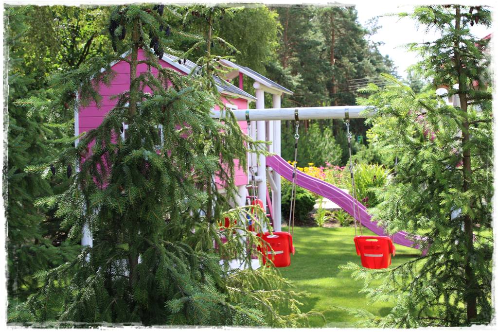 Świerk w ogrodzie aranżacje 400