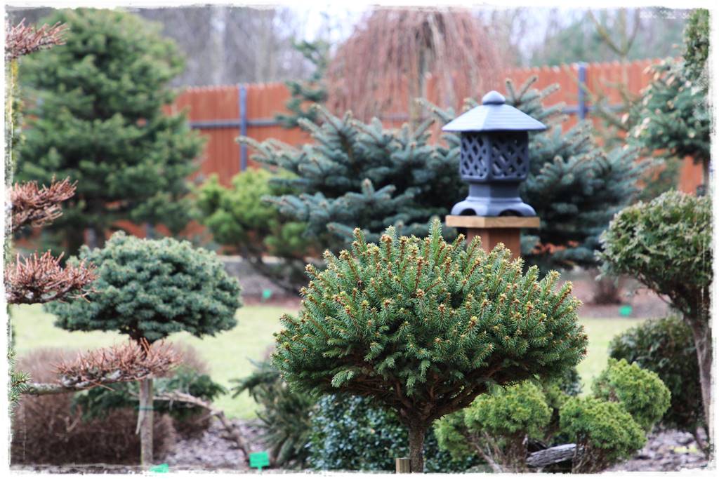 Świerk w ogrodzie aranżacje 401