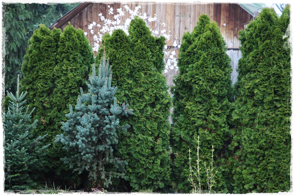 Świerk w ogrodzie aranżacje 500