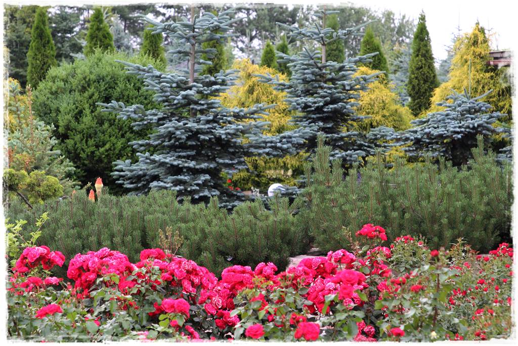 Świerk w ogrodzie aranżacje 501