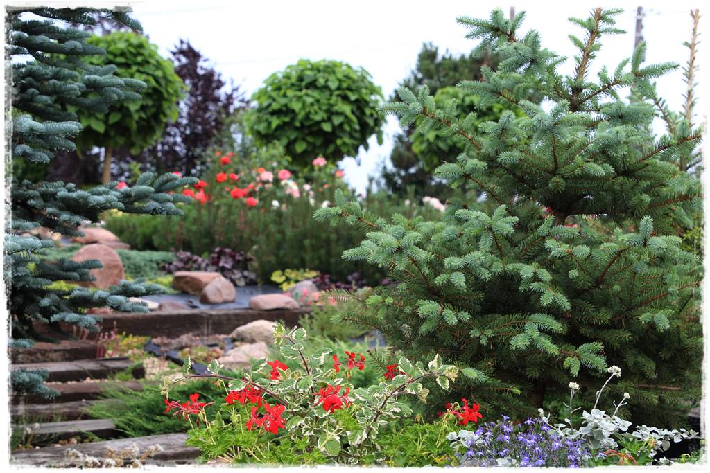 Świerk w ogrodzie aranżacje 502