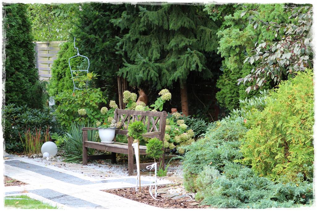 Świerk w ogrodzie aranżacje 503