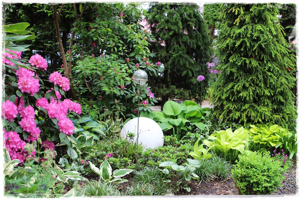 Świerk w ogrodzie aranżacje 504