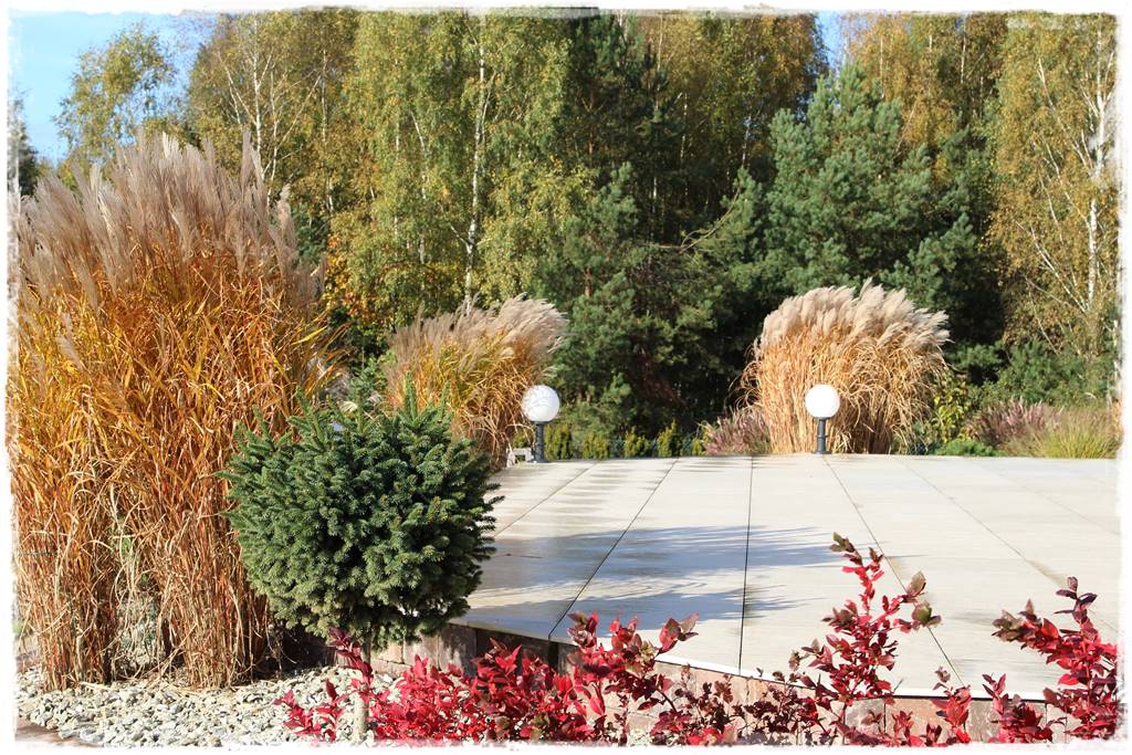 Świerk w ogrodzie aranżacje 506