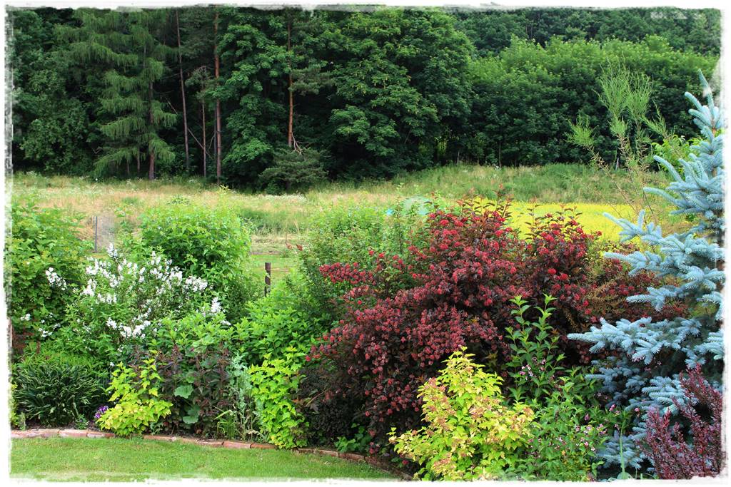 Świerk w ogrodzie aranżacje 507