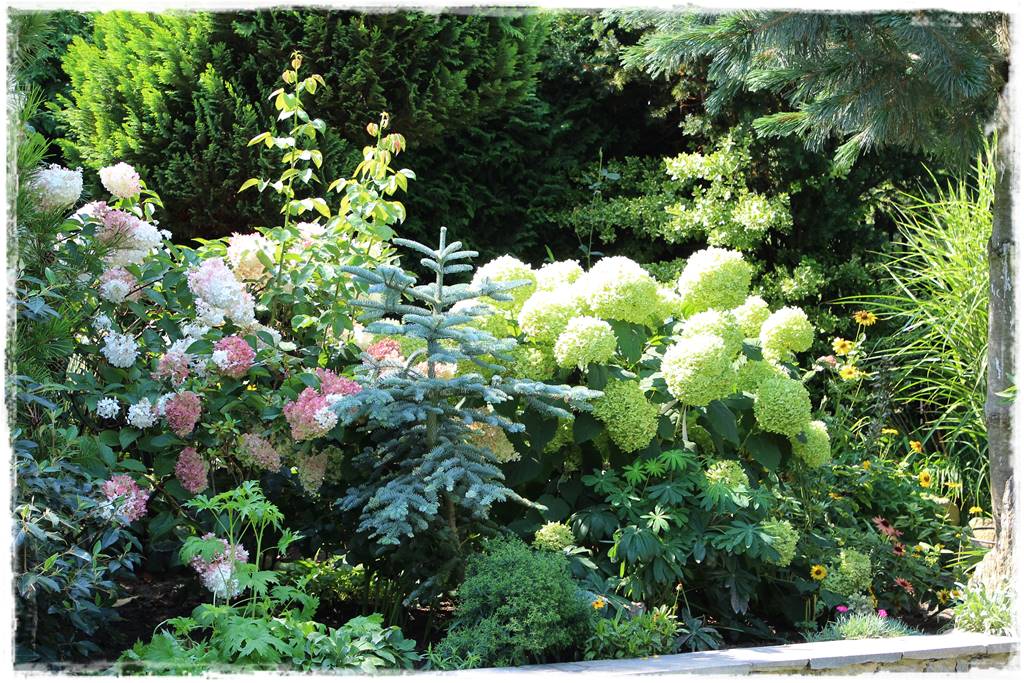 Świerk w ogrodzie aranżacje 508