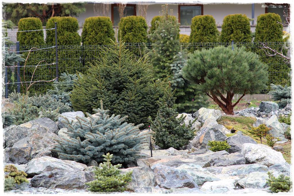 Świerk w ogrodzie aranżacje 600 Świerk w ogrodzie aranżacje 600