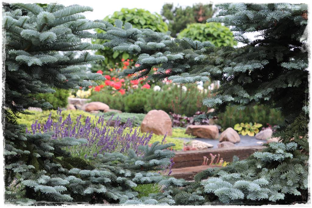 Świerk w ogrodzie aranżacje 601 Świerk w ogrodzie aranżacje 601