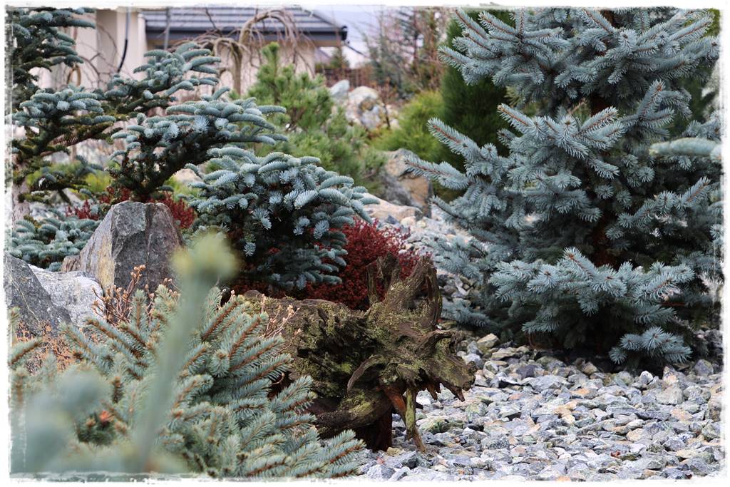 Świerk w ogrodzie aranżacje 602 Świerk w ogrodzie aranżacje 602