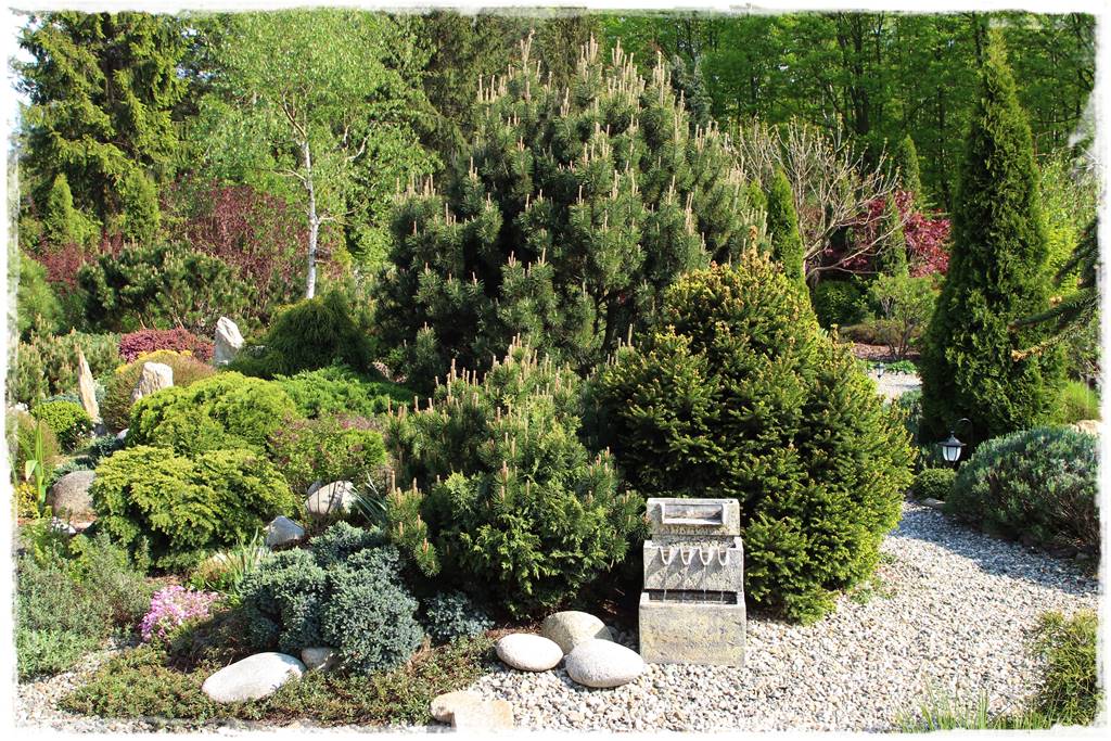 Świerk w ogrodzie aranżacje 603 Świerk w ogrodzie aranżacje 603