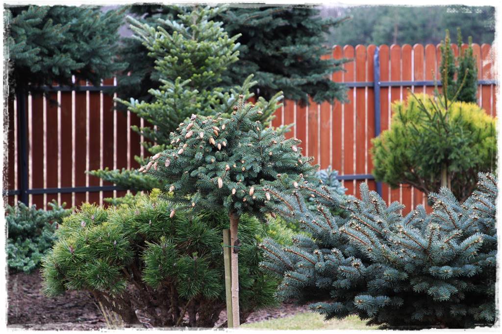 Świerk w ogrodzie aranżacje 604 Świerk w ogrodzie aranżacje 604