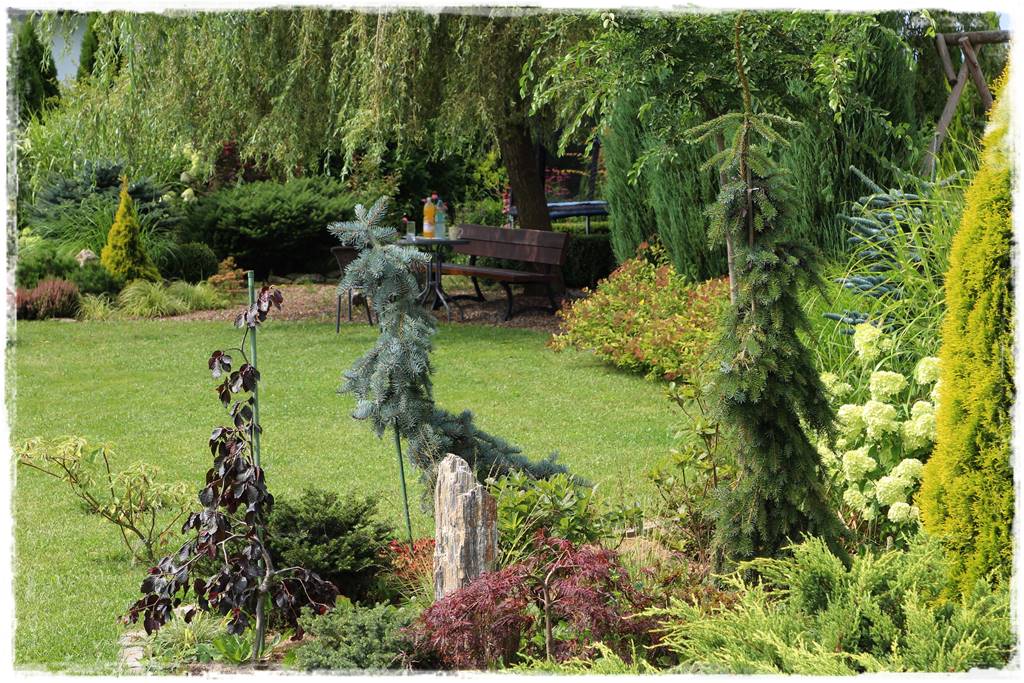 Świerk w ogrodzie aranżacje 605 Świerk w ogrodzie aranżacje 605