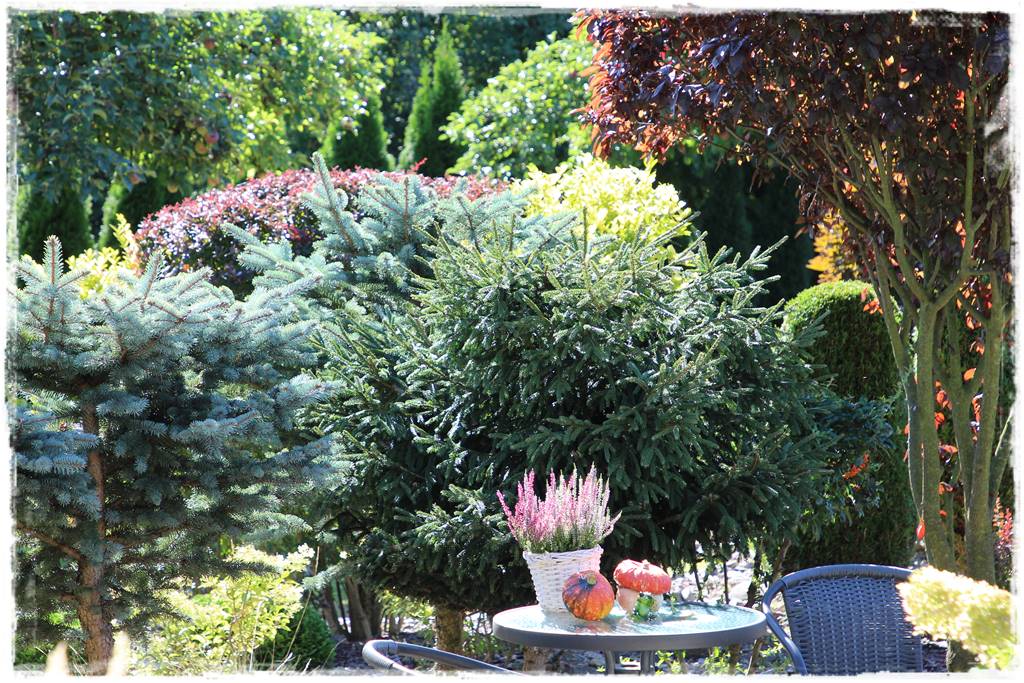 Świerk w ogrodzie aranżacje 606 Świerk w ogrodzie aranżacje 606