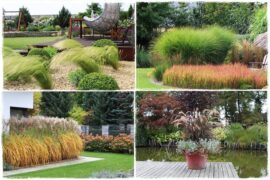 Trawy ozdobne do ogrodu 1