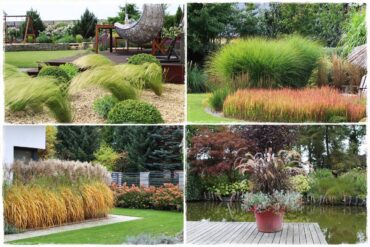 Trawy ozdobne do ogrodu 1