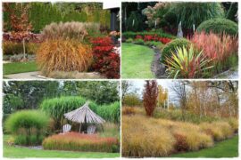 Trawy w ogrodzie aranżacje 1