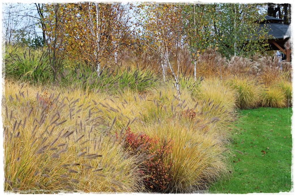 Trawy w ogrodzie aranżacje 140c Trawy w ogrodzie aranżacje 140c