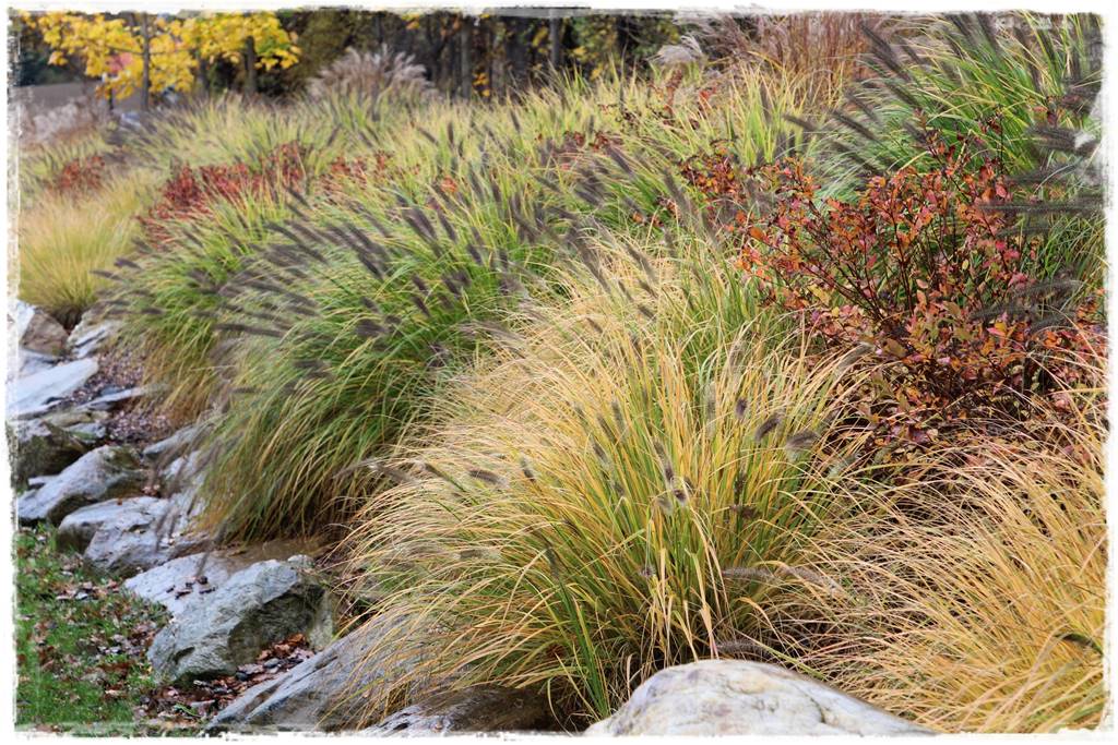 Trawy w ogrodzie aranżacje 140f Trawy w ogrodzie aranżacje 140f