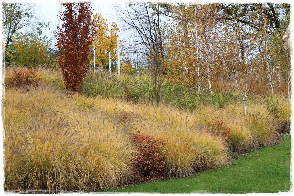 Trawy w ogrodzie aranżacje 140g Trawy w ogrodzie aranżacje 140g