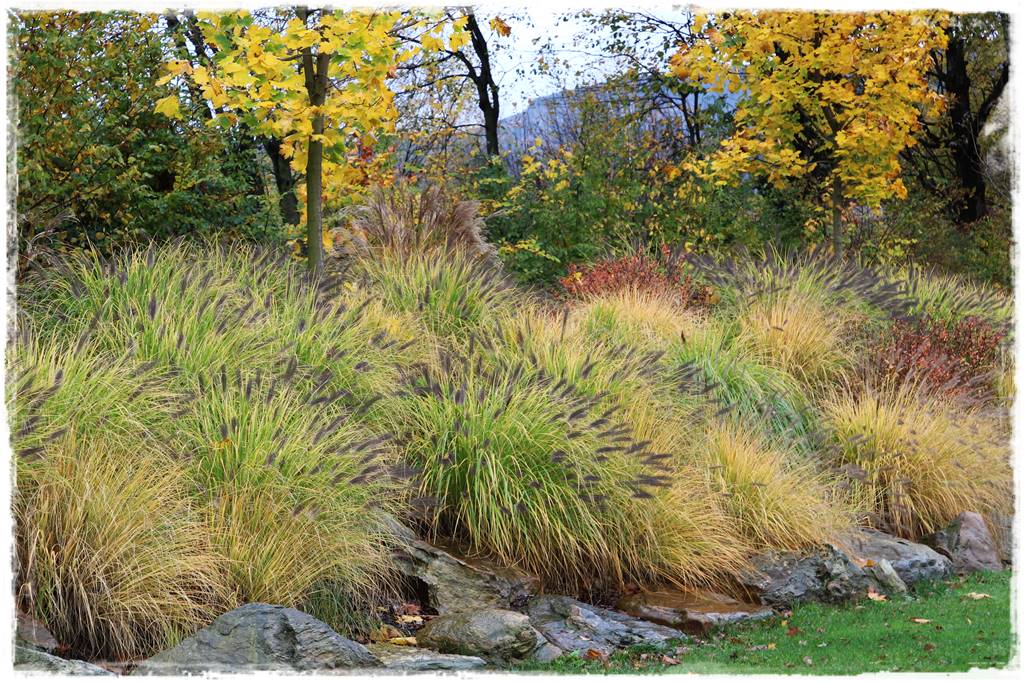 Trawy w ogrodzie aranżacje 140j Trawy w ogrodzie aranżacje 140j