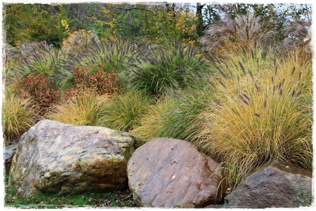 Trawy w ogrodzie aranżacje 140k Trawy w ogrodzie aranżacje 140k