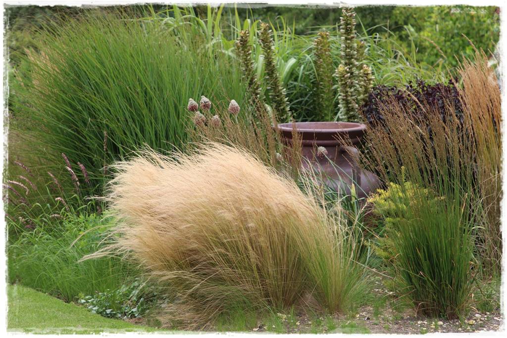 Trawy w ogrodzie aranżacje 150c Trawy w ogrodzie aranżacje 150c