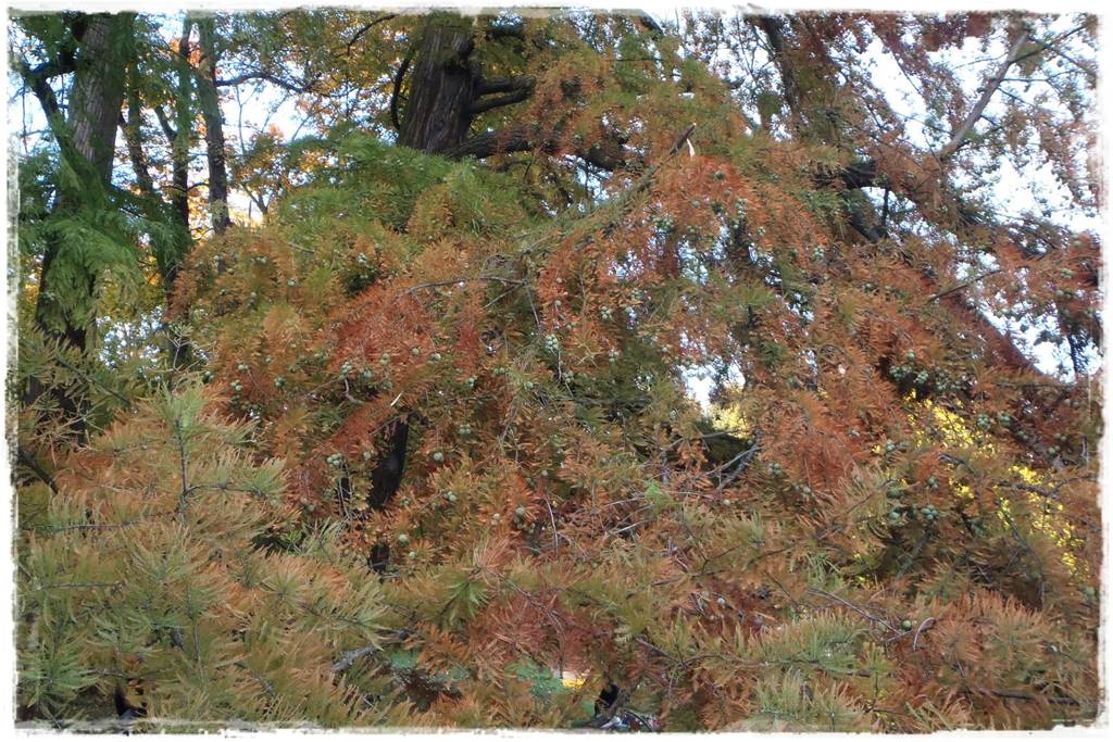 iglaki do ogrodu 10b