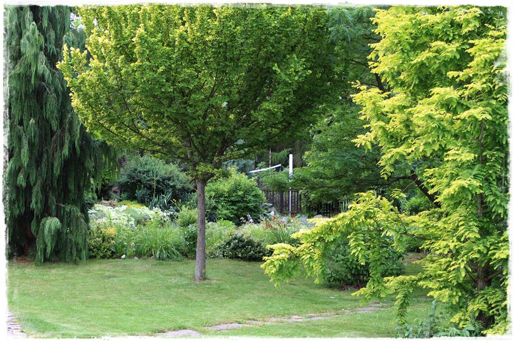 iglaki do ogrodu 11b