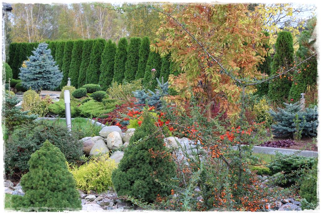 iglaki do ogrodu 11c