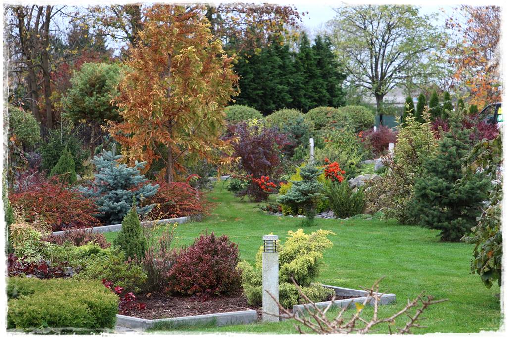 iglaki do ogrodu 11d