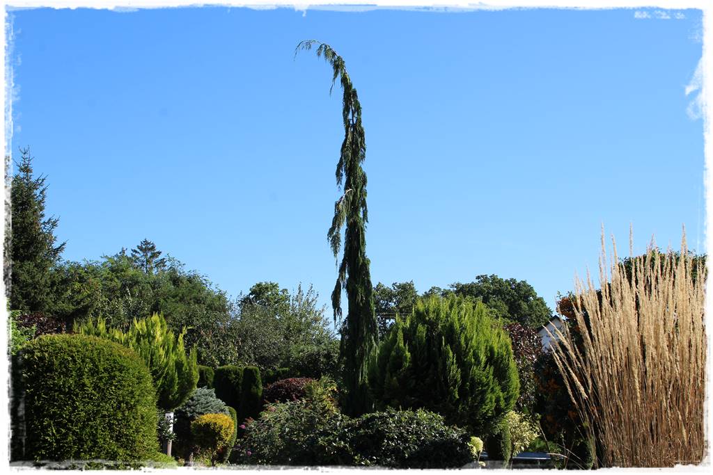 iglaki do ogrodu 12b