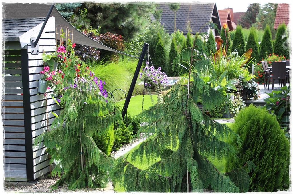 iglaki do ogrodu 12c