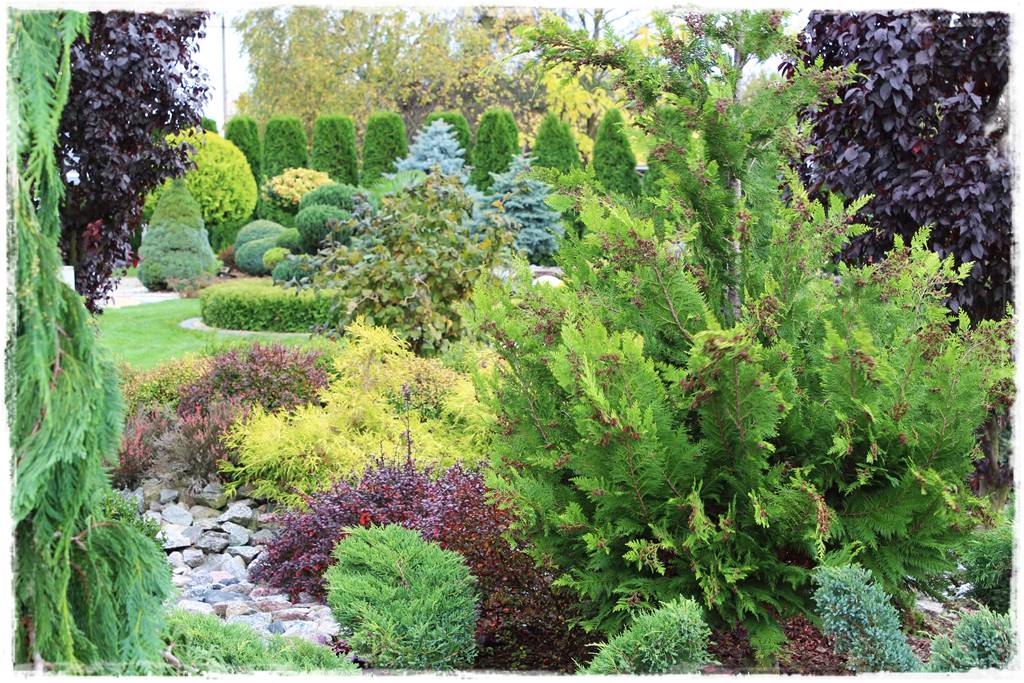 iglaki do ogrodu 12d