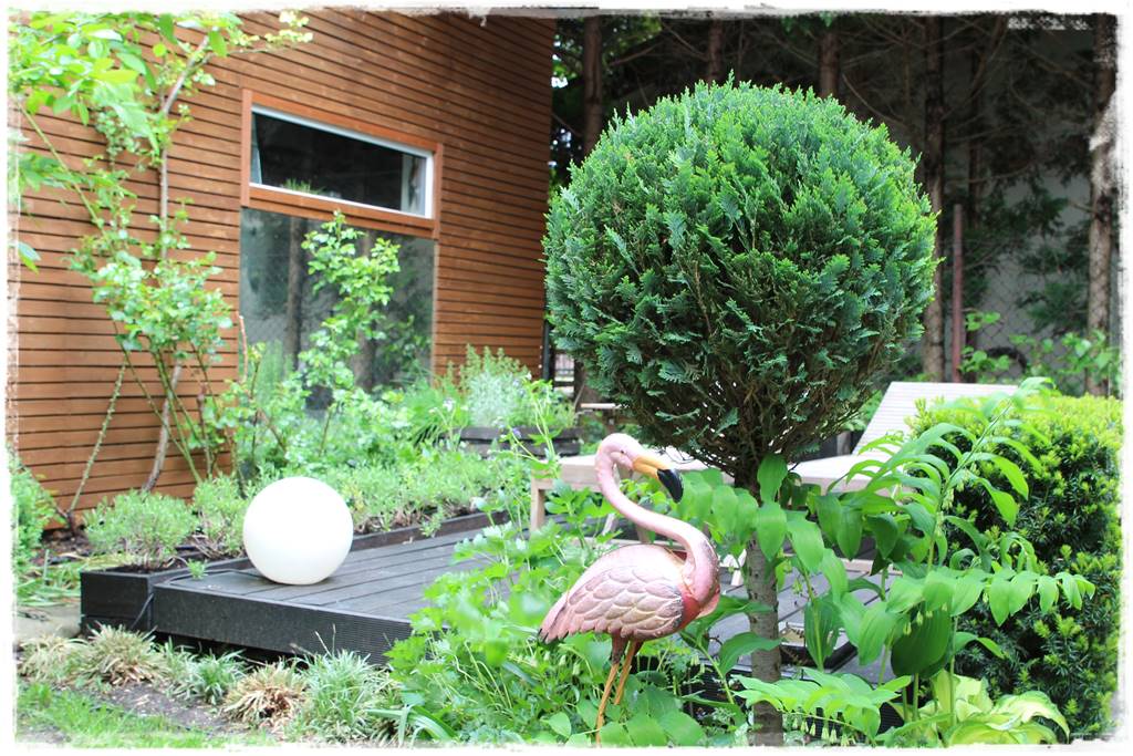 iglaki do ogrodu 12e