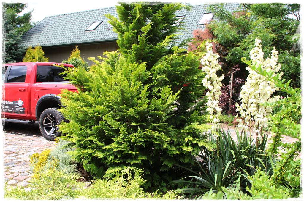 iglaki do ogrodu 12f