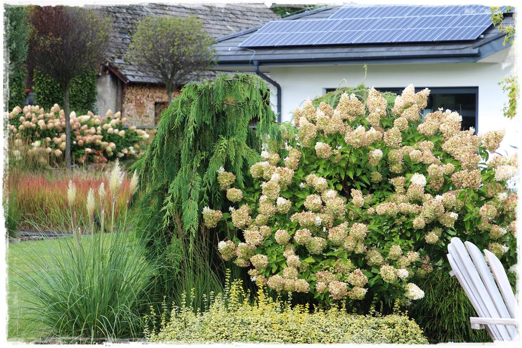 iglaki do ogrodu 12g