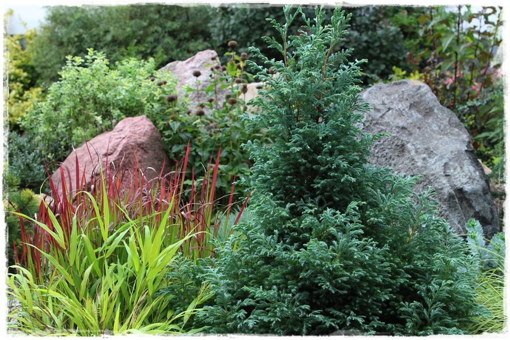 iglaki do ogrodu 12h