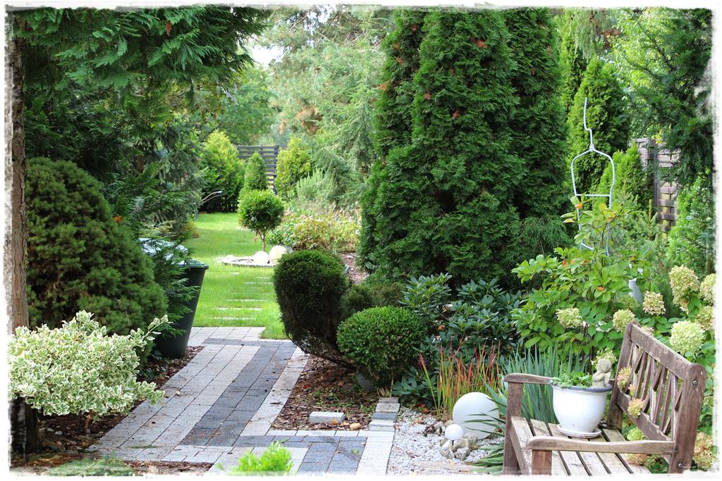 iglaki do ogrodu 13b