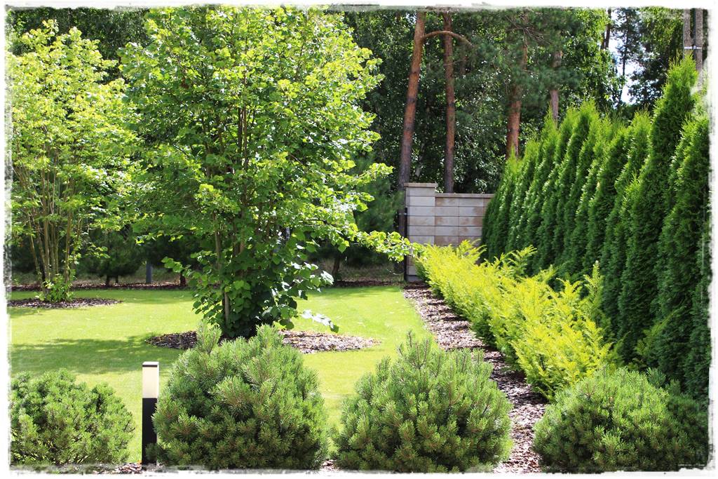 iglaki do ogrodu 13c