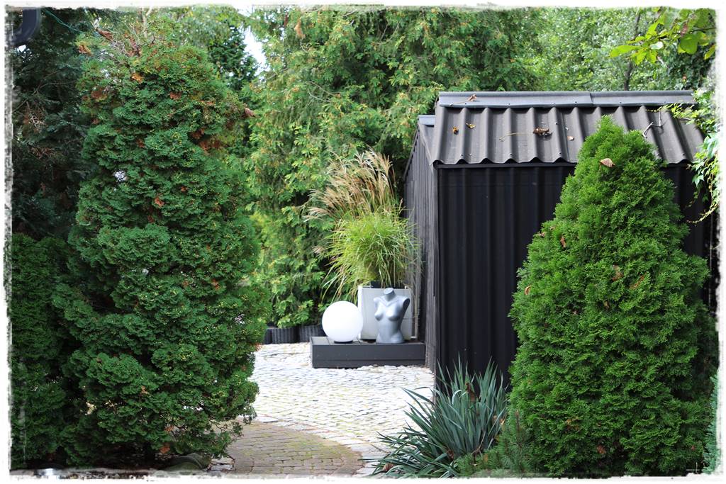 iglaki do ogrodu 13d